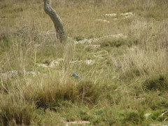 Coracias abyssinicus
