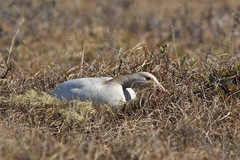 Anser caerulescens caerulescens