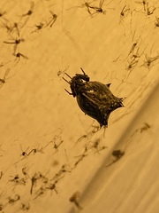 Micrathena gracilis