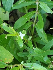 Diodia