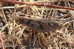 Trimerotropis occidentiloides