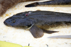 Platycephalus australis