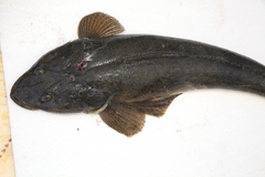 Platycephalus australis