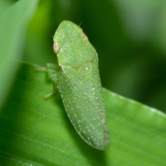 Xerophloea viridis