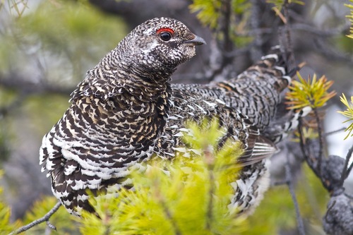 Spruce Grouse
