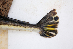 Platycephalus australis