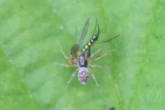 Condylostylus caudatus