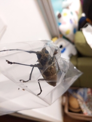 Batocera lineolata