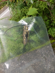 Batocera lineolata