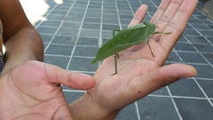Stilpnochlora azteca