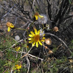 Senecio subulatus
