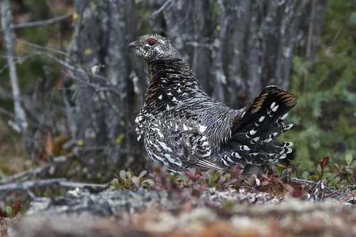 Spruce Grouse