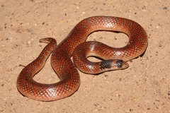 Brachyurophis australis
