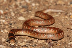 Brachyurophis australis