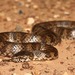 De Vis Banded Snake - Photo (c) dhfischer, some rights reserved (CC BY-NC), uploaded by dhfischer