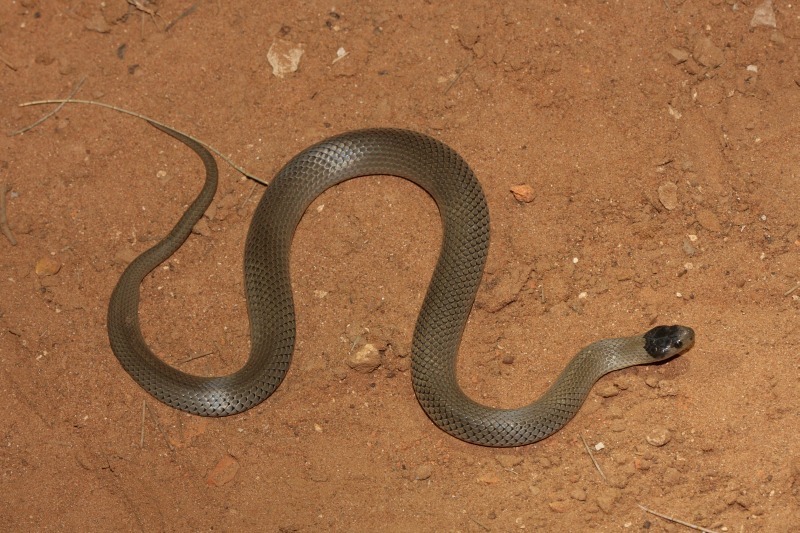 Grey Snake (Hemiaspis damelii), Grey Snake (Hemiaspis damel…