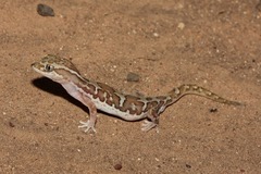 Lucasium steindachneri