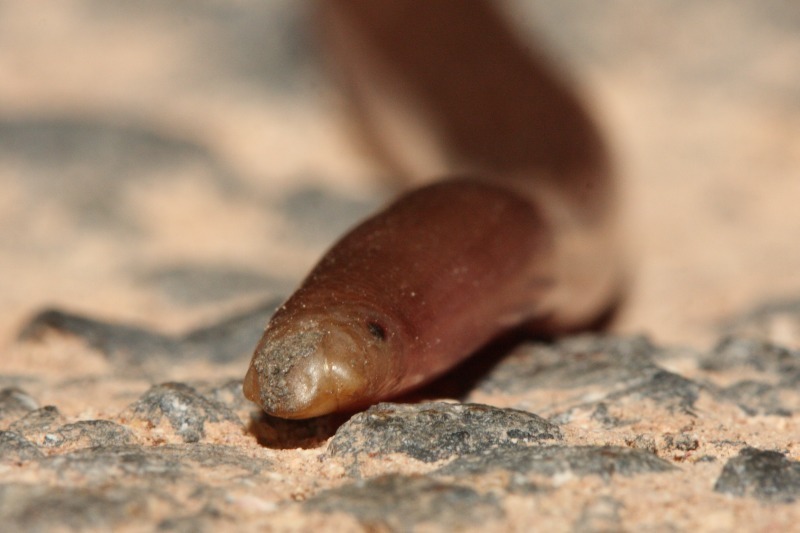 Proximus Blind Snake