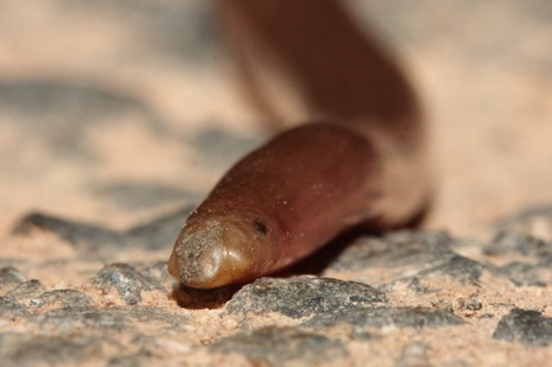 Proximus Blind Snake, Anilios proximus