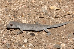 Strophurus williamsi