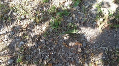 Stilpnochlora azteca