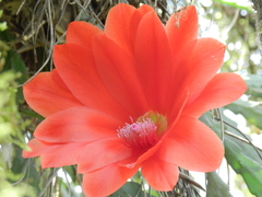 Disocactus ackermannii