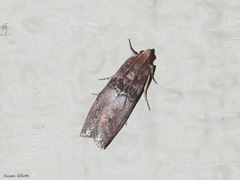 Sciota vetustella