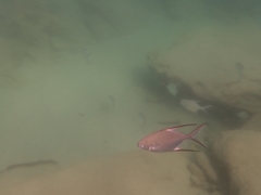 Trachinotus goodei