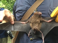 Hipposideros armiger terasensis