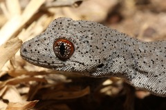 Strophurus williamsi