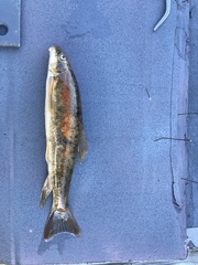 Pantosteus platyrhynchus