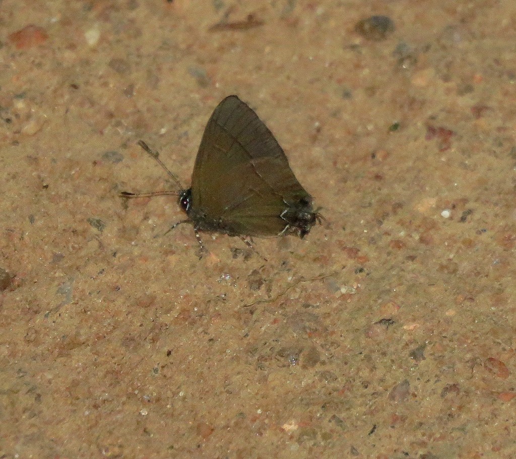 Arumecla aruma