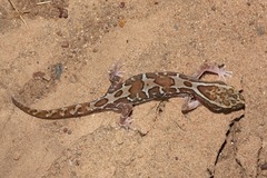 Lucasium steindachneri