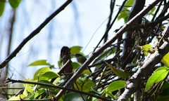 Todirostrum maculatum