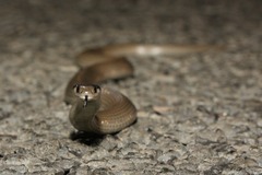 Grey Snake photo 3