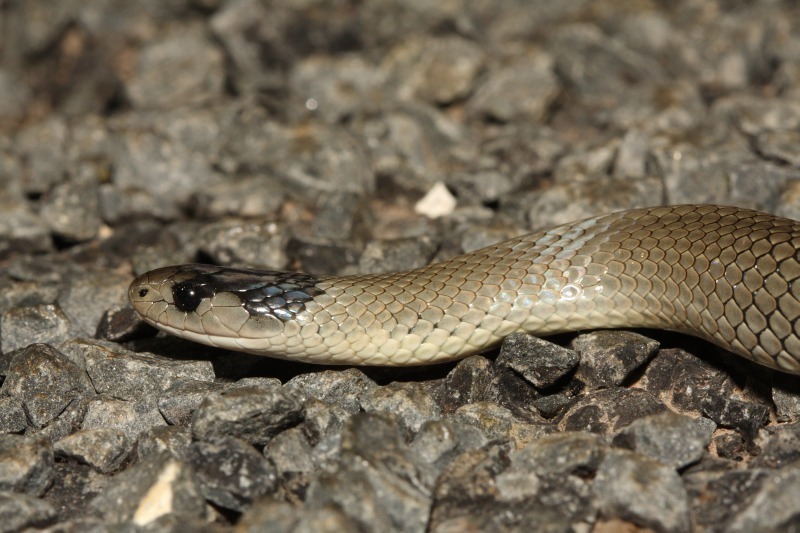 Grey Snake (Hemiaspis damelii) · iNaturalist Australia