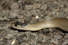 Grey Snake photo 2