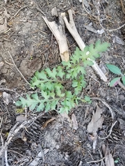 Pedicularis semibarbata