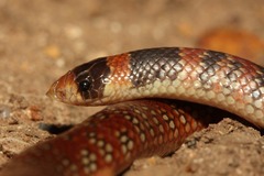 Brachyurophis australis