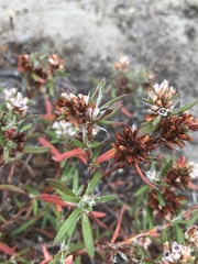 Polygonum paronychia