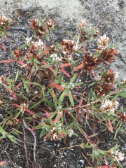Polygonum paronychia
