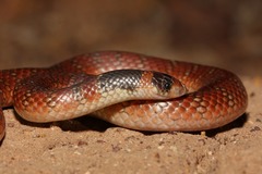 Brachyurophis australis