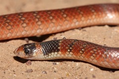 Brachyurophis australis