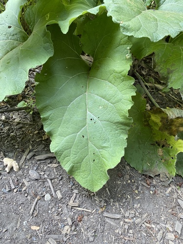 Greater burdock
