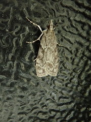 Eudonia spenceri