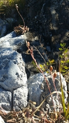 Aloe calcairophila image