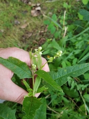 Hasteola suaveolens