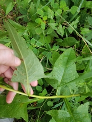 Hasteola suaveolens