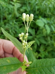 Hasteola suaveolens