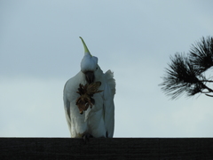 Cacatua galerita galerita